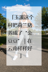 玉溪这个村把荷兰猪养成了“金豆豆”｜在云南样样好