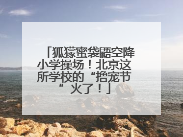 狐獴蜜袋鼯空降小学操场！北京这所学校的“撸宠节”火了！