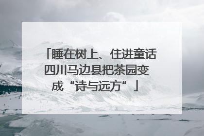 睡在树上、住进童话 四川马边县把茶园变成“诗与远方”