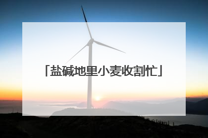 盐碱地里小麦收割忙