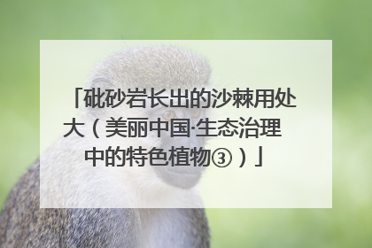 砒砂岩长出的沙棘用处大（美丽中国·生态治理中的特色植物③）