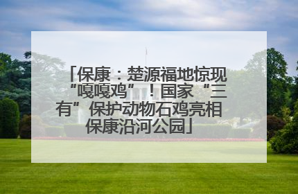 保康：楚源福地惊现“嘎嘎鸡”！国家“三有”保护动物石鸡亮相保康沿河公园