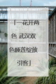 一花开两色 武汉双色睡莲绽放引客
