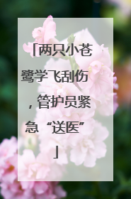 两只小苍鹭学飞刮伤，管护员紧急“送医”