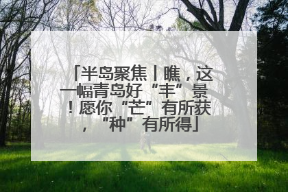 半岛聚焦丨瞧，这一幅青岛好“丰”景！愿你“芒”有所获，“种”有所得