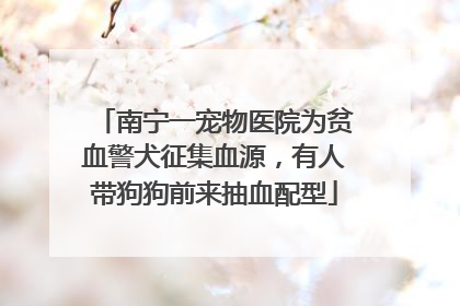 南宁一宠物医院为贫血警犬征集血源，有人带狗狗前来抽血配型