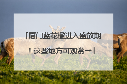 厦门蓝花楹进入盛放期！这些地方可观赏→