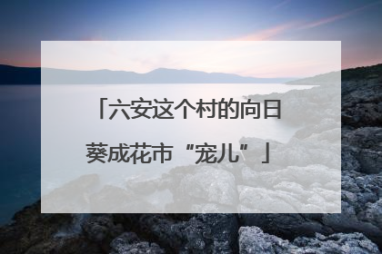 六安这个村的向日葵成花市“宠儿”