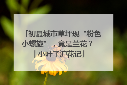 初夏城市草坪现“粉色小螺旋”，竟是兰花？ | 小叶子沪花记