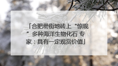 合肥罍街地砖上“惊现”多种海洋生物化石 专家：具有一定观赏价值