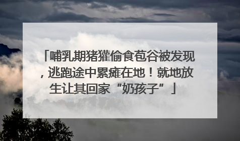 哺乳期猪獾偷食苞谷被发现，逃跑途中累瘫在地！就地放生让其回家“奶孩子”