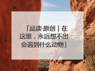 品读·原创｜在这里，永远想不出会遇到什么动物