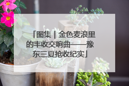 图集｜金色麦浪里的丰收交响曲——豫东三夏抢收纪实