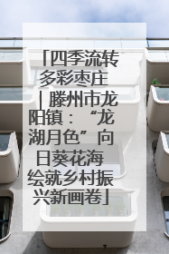 四季流转 多彩枣庄｜滕州市龙阳镇：“龙湖月色”向日葵花海 绘就乡村振兴新画卷