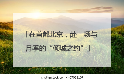 在首都北京，赴一场与月季的“倾城之约”