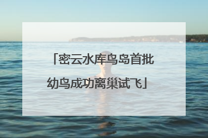 密云水库鸟岛首批幼鸟成功离巢试飞