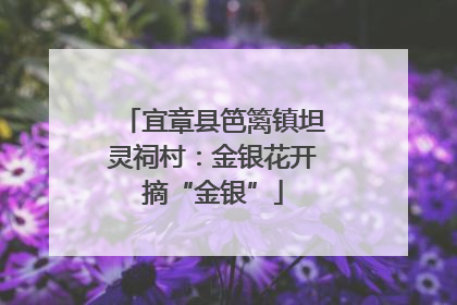 宜章县笆篱镇坦灵祠村：金银花开摘“金银”