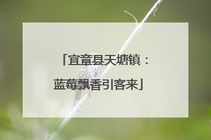 宜章县天塘镇：蓝莓飘香引客来