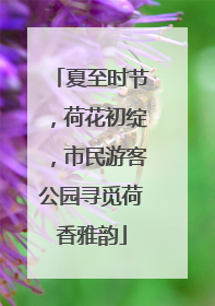夏至时节，荷花初绽，市民游客公园寻觅荷香雅韵