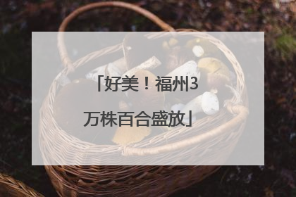 好美！福州3万株百合盛放