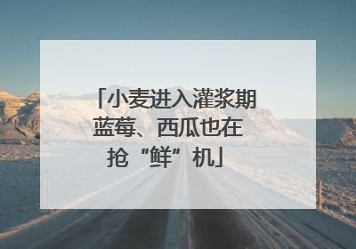 小麦进入灌浆期 蓝莓、西瓜也在抢“鲜”机