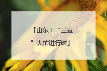 山东：“三夏”大忙进行时