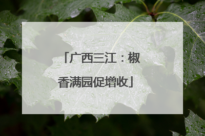 广西三江：椒香满园促增收