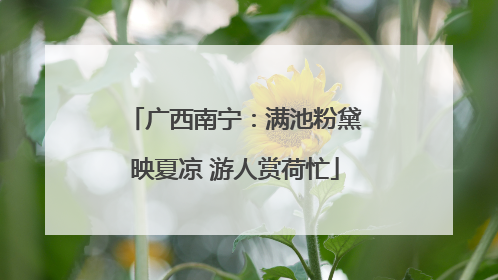广西南宁：满池粉黛映夏凉 游人赏荷忙