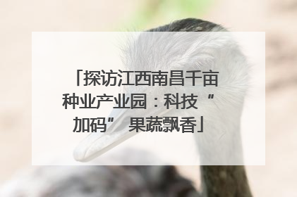 探访江西南昌千亩种业产业园：科技“加码” 果蔬飘香