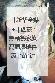 新华全媒+｜西藏：黑颈鹤家族高原湿地喜添“萌宝”