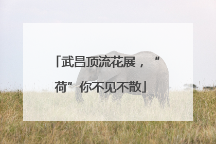 武昌顶流花展，“荷”你不见不散