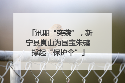 汛期“突袭”，新宁县崀山为国宝朱鹮撑起“保护伞”