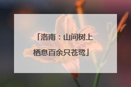 洛南：山间树上栖息百余只苍鹭