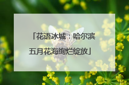 花语冰城：哈尔滨五月花海绚烂绽放