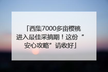 西集7000多亩樱桃进入最佳采摘期！这份“安心攻略”请收好