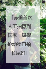 赤壁首次人工拍摄到国家一级保护动物白颈长尾雉