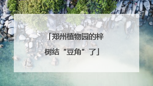 郑州植物园的梓树结“豆角”了