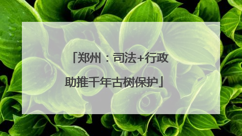 郑州：司法+行政助推千年古树保护