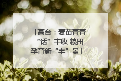 高台：麦苗青青“话”丰收 粮田孕育新“丰”景