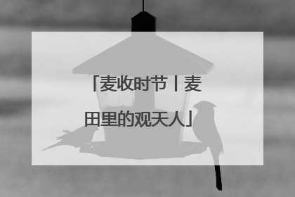 麦收时节丨麦田里的观天人