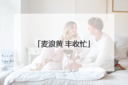 麦浪黄 丰收忙