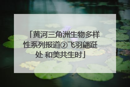 黄河三角洲生物多样性系列报道②飞羽翩跹处 和美共生时