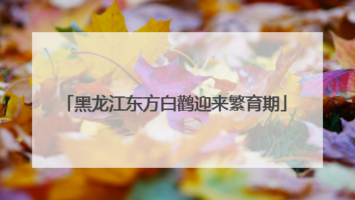 黑龙江东方白鹳迎来繁育期
