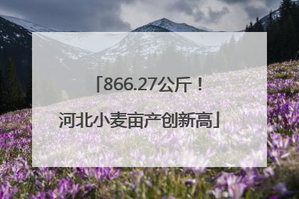866.27公斤！河北小麦亩产创新高